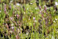 Polygonum polygaloides ssp. esotericum