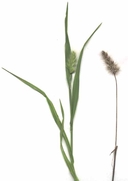 Hedgehog Dogtail-grass