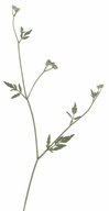 Field Hedge-parsley