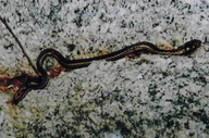 Sierra Garter Snake
