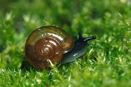 Dark-bodied Glass-snail