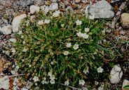 Red-seeded Sandwort