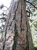 Pinus ponderosa var. ponderosa