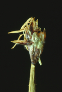 Eleocharis pauciflora
