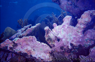 Coralline Algae