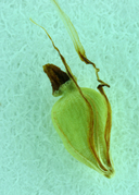 Eleocharis quadrangulata