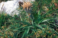 Saussurea pygmaea