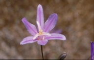 Brodiaea californica