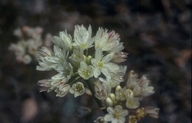 Allium tuolumnense