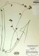 Photo of Rhynchospora californica