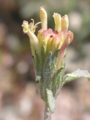 Large-flower Pincushion