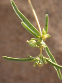 Euphorbia parryi