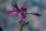 Clarkia biloba ssp. australis
