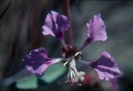 Clarkia tembloriensis ssp. tembloriensis