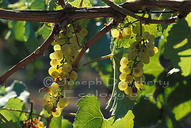 Chardonnay Grape Varietal