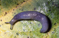 Bluegrey Taildropper Slug