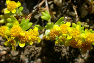 Eriophyllum multicaule