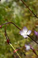 Clarkia similis