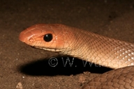 Red-spotted Beaked Snake