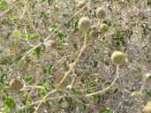 Encelia frutescens