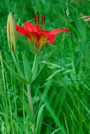 Lilium philadelphicum var. andinum