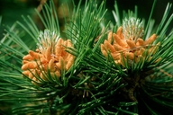 Norway Pine