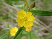Oenothera perennis 