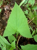 Prenanthes trifoliata