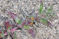 Camissoniopsis hardhamiae