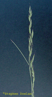 Festuca idahoensis