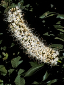 Aesculus californica