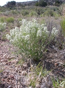 Mountain Pepperweed