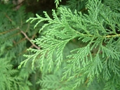 Chamaecyparis pisifera