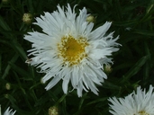 Chrysanthemum superba