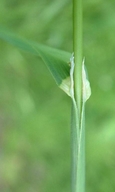 Dactylis glomerata