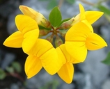 Lotus corniculatus