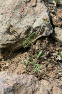 Lomatium gormanii