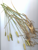 Clustered Wheat Grass