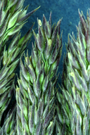 Agrostis variabilis