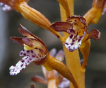 Corallorhiza maculata