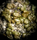 Acarospora bullata