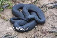 Australian Tiger Snake Snake