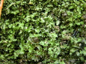 Chiloscyphus polyanthos