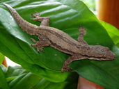 Asian Flat-tailed House Gecko