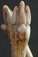 Fraxinus ornus