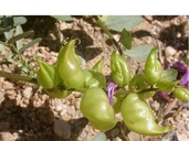 Astragalus lentiginosus var. fremontii