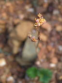 Jepsonia malvifolia