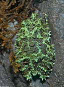 Theloderma corticale