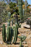 Whisker Cactus