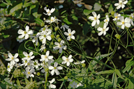 Ranunculus platanifolius